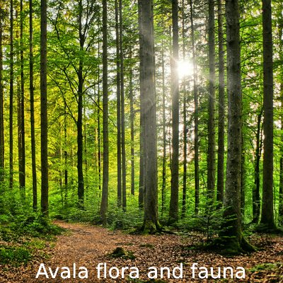 Avala flora and fauna